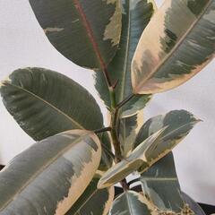 観葉植物　フィカス　ティネケ　2本セット　鉢付きの画像