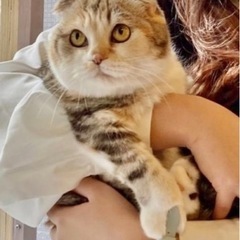 おとなしくて懐いているスコティッシュ