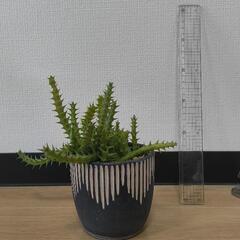 観葉植物　オルベア　デュメリ　鉢付き
