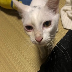 白猫 