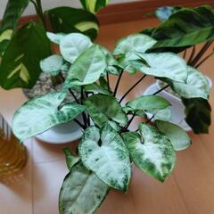 観葉植物セット1 クテナンテ、カラテア、シンゴニウム の画像
