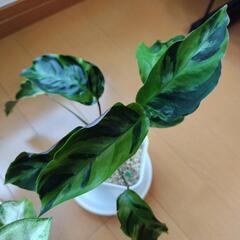 観葉植物セット1 クテナンテ、カラテア、シンゴニウム の画像