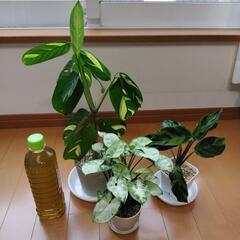 観葉植物セット クテナンテ、カラテア、シンゴニウム 