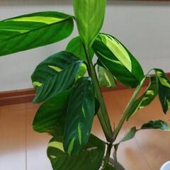 観葉植物セット1 クテナンテ、カラテア、シンゴニウム の画像