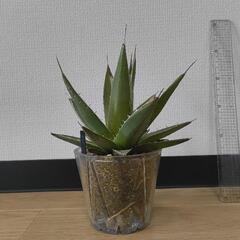 観葉植物　アガベ　ホリダ　鉢付き