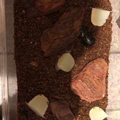 ツシマヒラタ幼虫