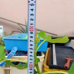 いちじく 苗   在来種  ①