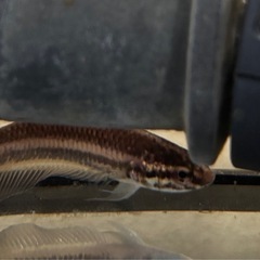 ワイルドベタ