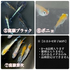 ⭐︎選べる針子セット⭐︎1000円均一　メダカの画像