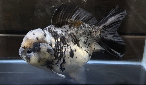 アクアリウム金魚ショートテール東錦稚魚 (a) 松原のその他の