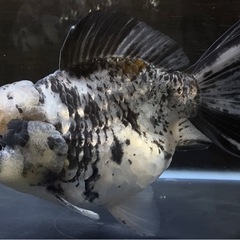 アクアリウム　金魚　ショートテール東錦　ショートテールオランダ　稚魚　