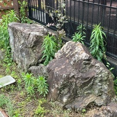 庭石