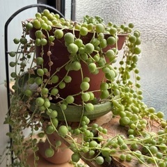 多肉植物　ネックレス系と虹の玉　セット