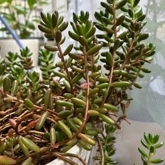 多肉植物　ネックレス系と虹の玉　セットの画像