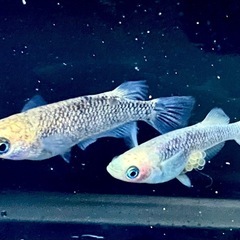 ⭐︎選べる針子セット⭐︎1000円均一　メダカの画像