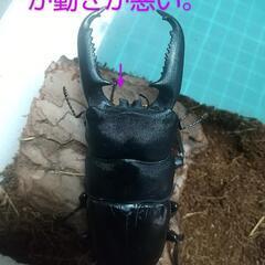 パラワンヒラタ♂単品◤B品◢