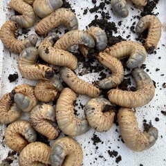 カブトムシの幼虫