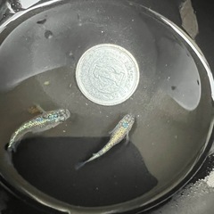 【お取引中】🐟ネプチューン