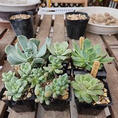 (お話し中)多肉植物６種類セット350