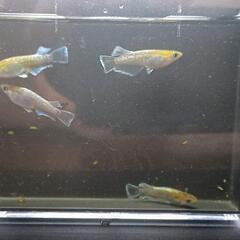 メダカレッドクリフの画像