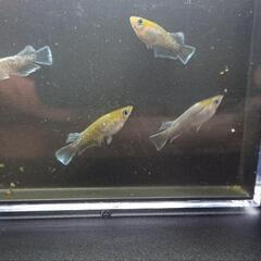 メダカレッドクリフの画像