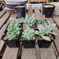 (お話し中)多肉植物６種類セット300