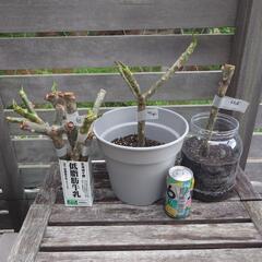 プルメリア 鉢植え 三又枝の画像
