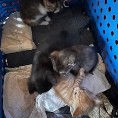 子猫里親募集です【茶トラ相談中】