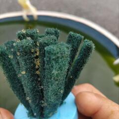 改良メダカ卵