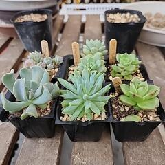 多肉植物６種類３５０