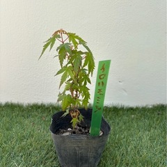 イロハモミジ　苗木