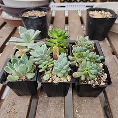 多肉植物６種類300
