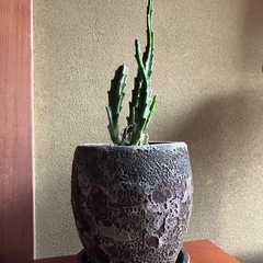 大花犀角（オオバナサイカク）