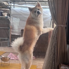至急！里親募集！秋田犬
