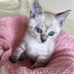 ⚽️🐈‍⬛シャム柄　空くん🐈‍⬛⚽️