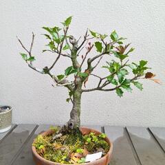 盆栽／柊（ひいらぎ）の画像