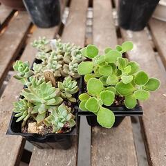 多肉植物3種セット