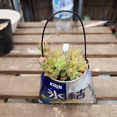 (お話し中)多肉植物リトルビューテ缶