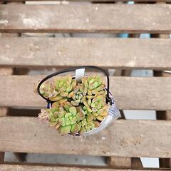 (お話し中)多肉植物リトルビューテ缶の画像