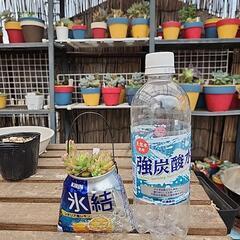 (お話し中)多肉植物リトルビューテ缶の画像