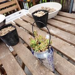 (お話し中)多肉植物リトルビューテ缶の画像