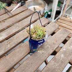 (お話し中)多肉植物リトルビューテ缶の画像