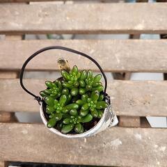 (お話し中)多肉植物虹の玉　缶(英字新聞)の画像