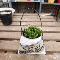 多肉植物虹の玉　缶(英字新聞)