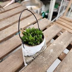 (お話し中)多肉植物虹の玉　缶(英字新聞)の画像