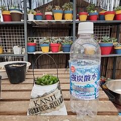 (お話し中)多肉植物虹の玉　缶(英字新聞)の画像