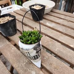 (お話し中)多肉植物虹の玉　缶(英字新聞)の画像