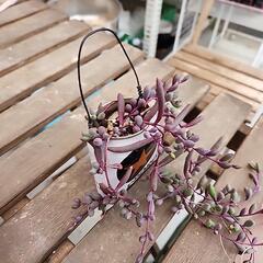 (お話し中)多肉植物　ルビーネックレスの画像