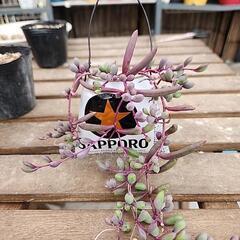 (お話し中)多肉植物　ルビーネックレス