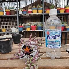 (お話し中)多肉植物　ルビーネックレスの画像